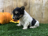 Biewer Terrier