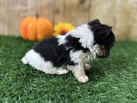 Biewer Terrier