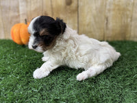 Biewer Terrier