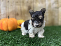 Biewer Terrier