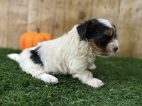 Biewer Terrier