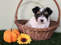Biewer Terrier