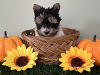Biewer Terrier