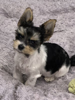 Teacup Biewer Terrier