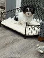 Dottie Female Biewer Terrier $2800