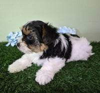 Biewer Terrier