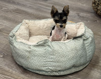 Teacup Biewer Terrier