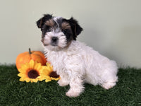 Biewer Terrier