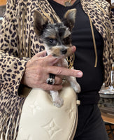 Teacup Biewer Terrier