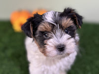 Biewer Terrier