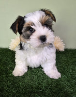 Biewer Terrier