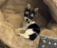 Teacup Biewer Terrier