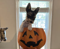 Teacup Biewer Terrier