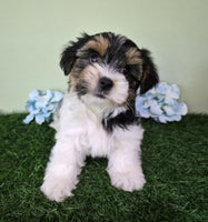 Biewer Terrier