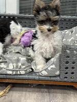 Teacup Biewer Terrier