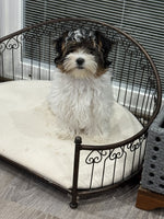 Dottie Female Biewer Terrier $2800