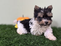 Biewer Terrier