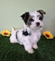 Biewer Terrier
