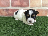 Biewer Terrier