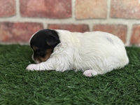 Biewer Terrier