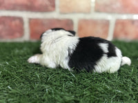 Biewer Terrier