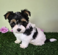 Biewer Terrier