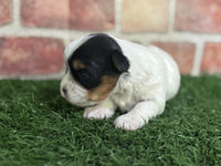 Biewer Terrier