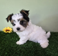 Biewer Terrier