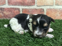 Biewer Terrier