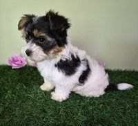 Biewer Terrier