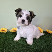 Biewer Terrier