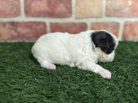 Biewer Terrier
