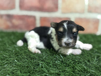 Biewer Terrier