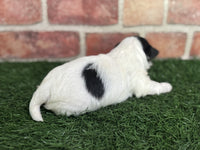 Biewer Terrier