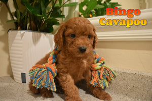 Cavapoo