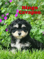 Bingo Male F1B Cavapoo $2150