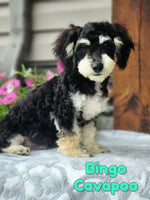 Cavapoo