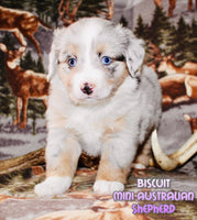 Biscuit Female AKC Mini Australian Shepherd $1300