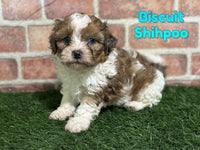 Biscuit Male Shihpoo $1200