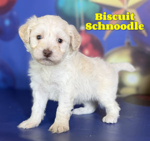 Schnoodle