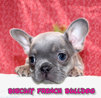 Biscuit Female AKC French Bulldog $1495