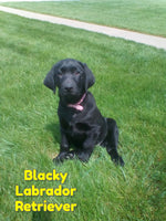 Blacky Male AKC Labrador Retriever $850