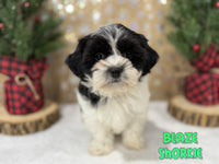 Blaze Male Shorkie $850