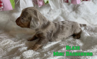 Blaze Male ICA Mini Dachshund $2725