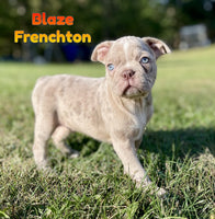 Blaze Male Frenchton $1525