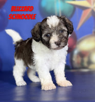 Blizzard Male Schnoodle $1375