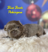 Blue Boots Male AKC Pekingese $3625