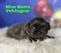 Blue Boots Male AKC Pekingese $3625