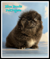 Blue Boots Male AKC Pekingese $3625
