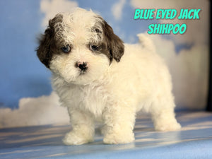 Shihpoo